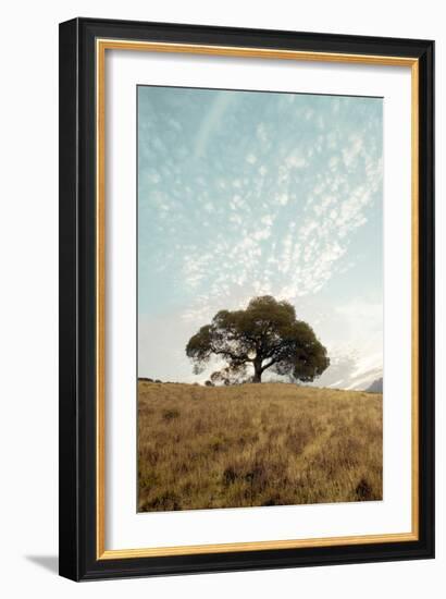 Oak Tree #12-Alan Blaustein-Framed Photographic Print