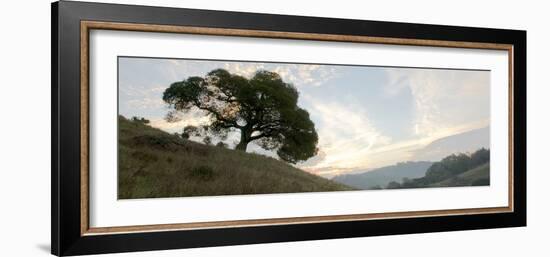 Oak Tree #13-Alan Blaustein-Framed Photographic Print