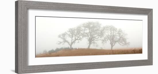 Oak Tree #15-Alan Blaustein-Framed Photographic Print