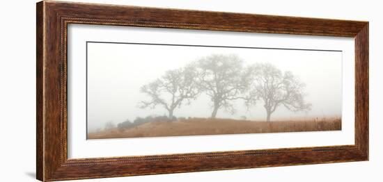 Oak Tree #15-Alan Blaustein-Framed Photographic Print