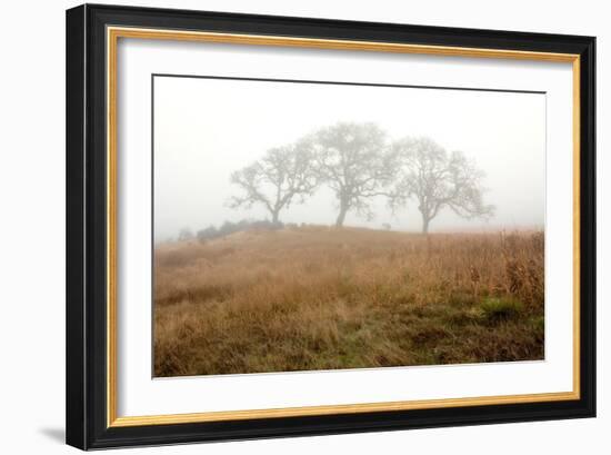 Oak Tree #16-Alan Blaustein-Framed Photographic Print