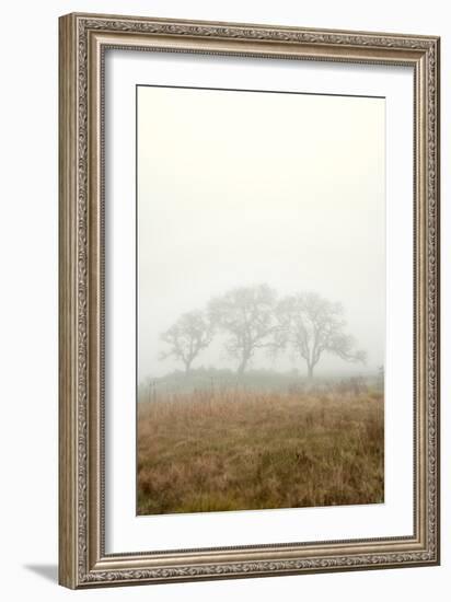 Oak Tree #17-Alan Blaustein-Framed Photographic Print