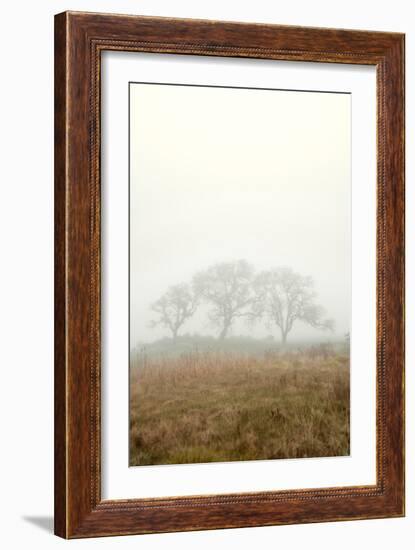 Oak Tree #17-Alan Blaustein-Framed Photographic Print