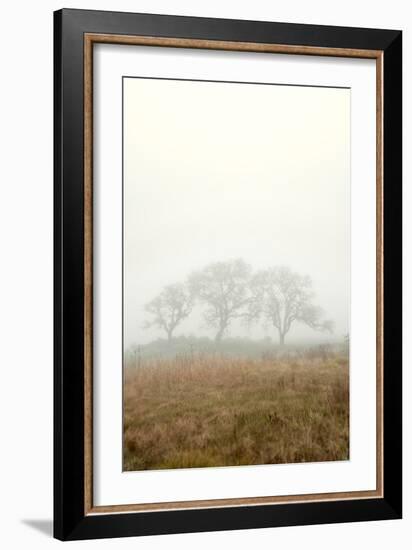 Oak Tree #17-Alan Blaustein-Framed Photographic Print