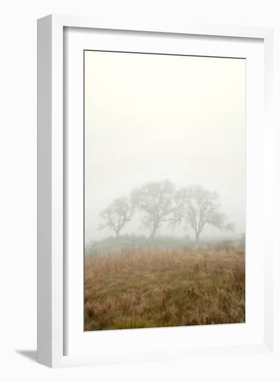 Oak Tree #17-Alan Blaustein-Framed Photographic Print