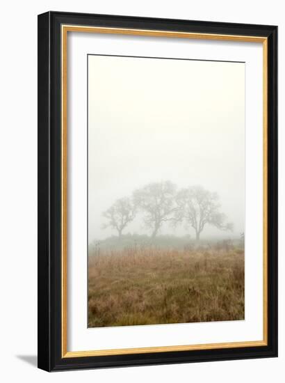 Oak Tree #17-Alan Blaustein-Framed Photographic Print