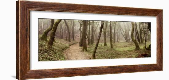 Oak Tree #20-Alan Blaustein-Framed Photographic Print