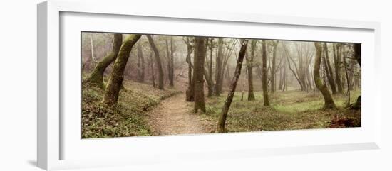 Oak Tree #20-Alan Blaustein-Framed Photographic Print