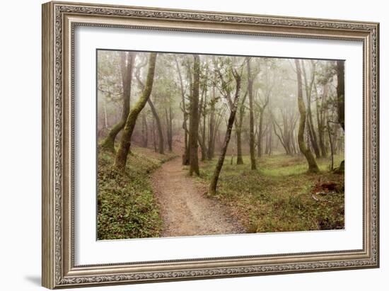 Oak Tree #21-Alan Blaustein-Framed Photographic Print