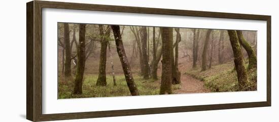 Oak Tree #23-Alan Blaustein-Framed Photographic Print