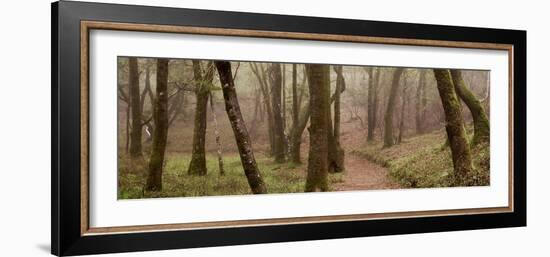 Oak Tree #23-Alan Blaustein-Framed Photographic Print