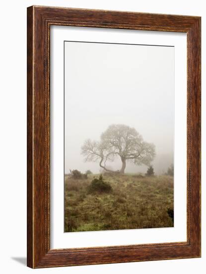 Oak Tree #26-Alan Blaustein-Framed Photographic Print