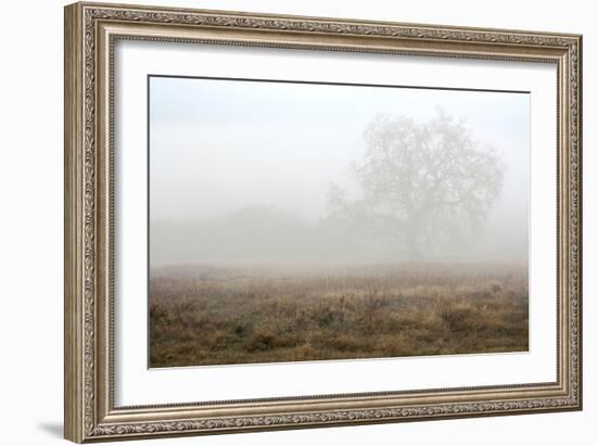 Oak Tree #28-Alan Blaustein-Framed Photographic Print