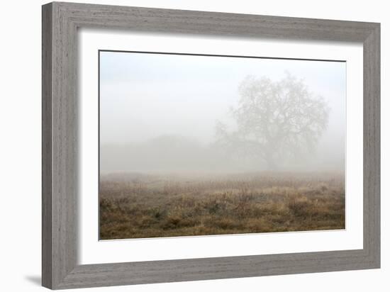 Oak Tree #28-Alan Blaustein-Framed Photographic Print