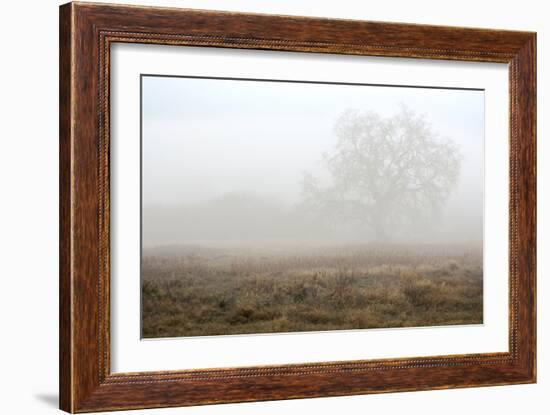 Oak Tree #28-Alan Blaustein-Framed Photographic Print