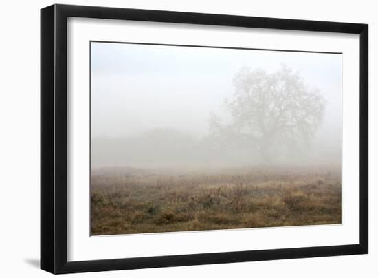 Oak Tree #28-Alan Blaustein-Framed Photographic Print