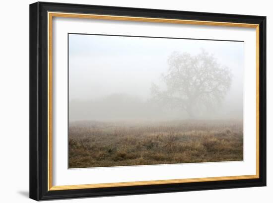 Oak Tree #28-Alan Blaustein-Framed Photographic Print