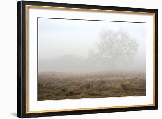 Oak Tree #28-Alan Blaustein-Framed Photographic Print