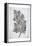 Oak Tree 2-Tina Carlson-Framed Stretched Canvas