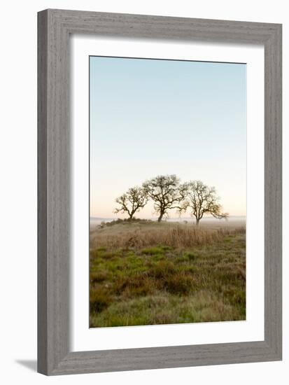 Oak Tree #34-Alan Blaustein-Framed Photographic Print