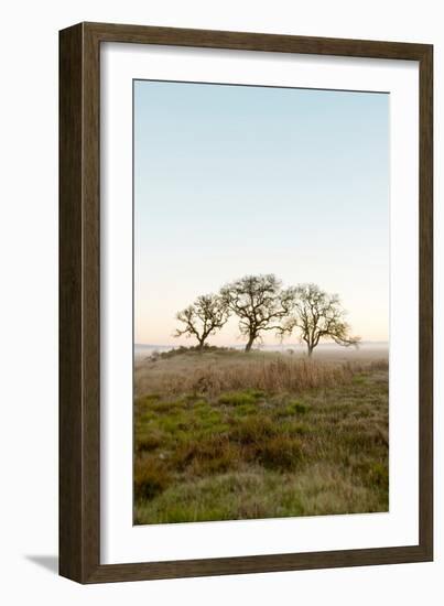 Oak Tree #34-Alan Blaustein-Framed Photographic Print