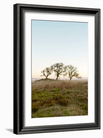 Oak Tree #34-Alan Blaustein-Framed Photographic Print