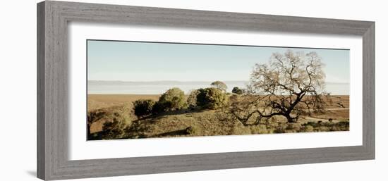 Oak Tree #37-Alan Blaustein-Framed Photographic Print