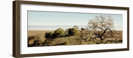 Oak Tree #37-Alan Blaustein-Framed Photographic Print