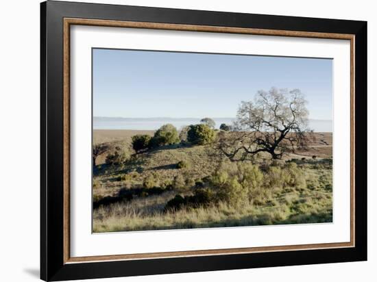 Oak Tree #38-Alan Blaustein-Framed Photographic Print