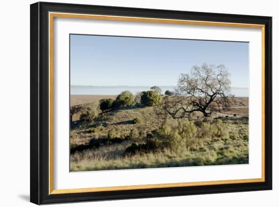 Oak Tree #38-Alan Blaustein-Framed Photographic Print