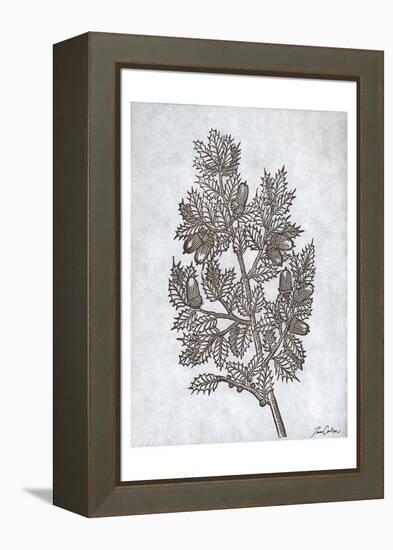 Oak Tree 3-Tina Carlson-Framed Stretched Canvas
