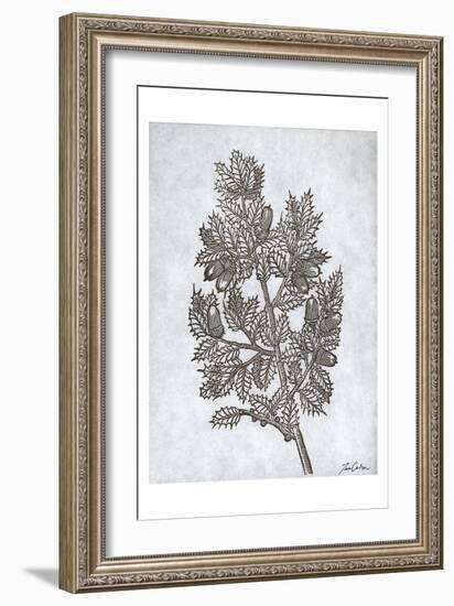 Oak Tree 3-Tina Carlson-Framed Art Print