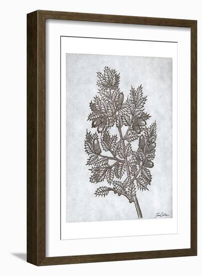 Oak Tree 3-Tina Carlson-Framed Art Print