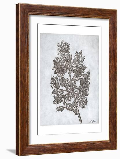 Oak Tree 3-Tina Carlson-Framed Art Print