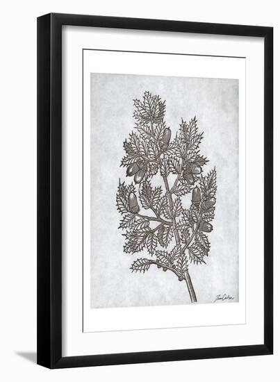 Oak Tree 3-Tina Carlson-Framed Art Print