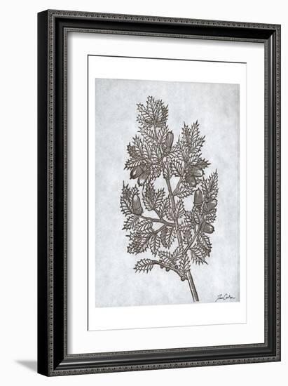 Oak Tree 3-Tina Carlson-Framed Art Print