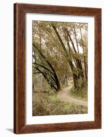 Oak Tree #49-Alan Blaustein-Framed Photographic Print