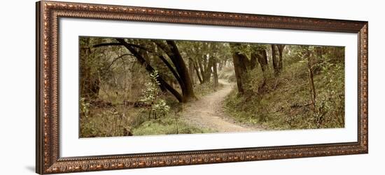 Oak Tree #50-Alan Blaustein-Framed Photographic Print