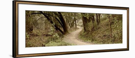 Oak Tree #50-Alan Blaustein-Framed Photographic Print