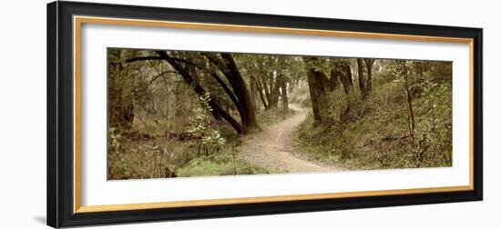 Oak Tree #50-Alan Blaustein-Framed Photographic Print