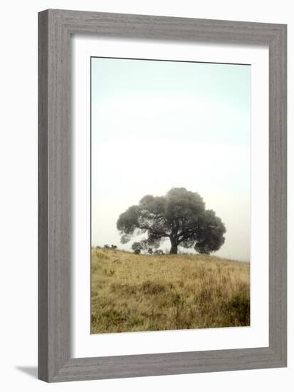 Oak Tree #52-Alan Blaustein-Framed Photographic Print