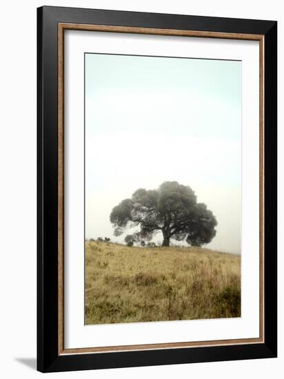 Oak Tree #52-Alan Blaustein-Framed Photographic Print