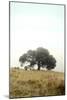 Oak Tree #52-Alan Blaustein-Mounted Photographic Print