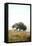 Oak Tree #52-Alan Blaustein-Framed Premier Image Canvas