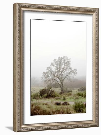 Oak Tree #56-Alan Blaustein-Framed Photographic Print