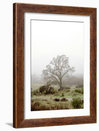 Oak Tree #56-Alan Blaustein-Framed Photographic Print