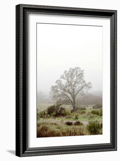 Oak Tree #56-Alan Blaustein-Framed Photographic Print