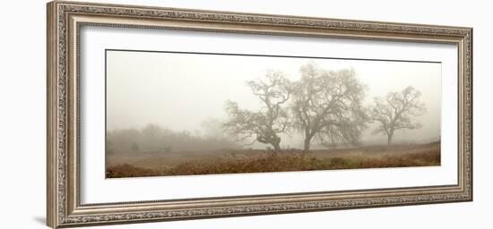 Oak Tree #59-Alan Blaustein-Framed Photographic Print