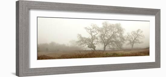 Oak Tree #59-Alan Blaustein-Framed Photographic Print