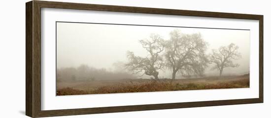 Oak Tree #59-Alan Blaustein-Framed Photographic Print